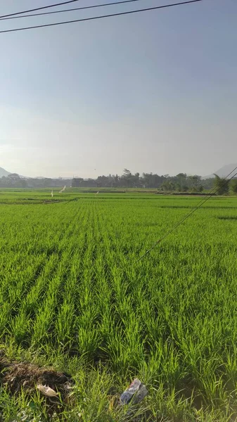 Foto Campos Arroz Área Cikancung — Fotografia de Stock