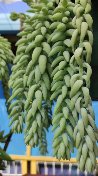 Foto Plantas Com Folhas Pontiagudas Crescendo Para Baixo — Fotografia de Stock