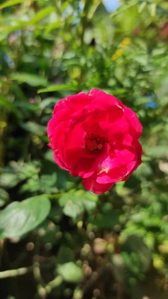 Bokeh Foto Flores Rojas Jardín — Foto de Stock