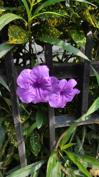 Φωτογραφία Από Μοβ Λουλούδια Που Ξεπροβάλλουν Πίσω Από Φράχτη — Φωτογραφία Αρχείου