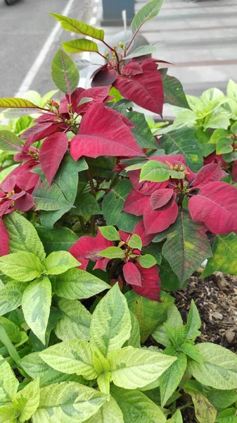 Plantas Ornamentales Frente Paso Peatonal Zona Bandung — Foto de Stock