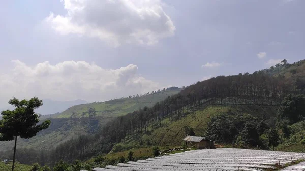 Paesaggio Foto Piantagioni Ortaggi Sulla Collina — Foto Stock