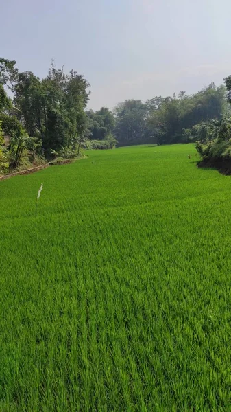 Foto Vasto Campo Arroz Espremido Por Árvores Esquerda Direita — Fotografia de Stock