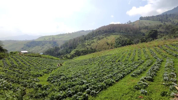 Landschaftsbild Des Hügeltals Von Cikancung Mit Gemüseplantagen Stockfoto