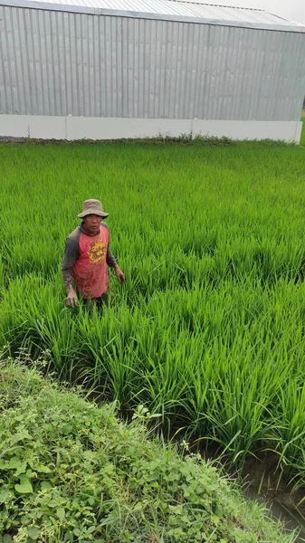 Cikancung West Java Indonesia June 2021 Φωτογραφία Αγρότη Που Εργάζεται — Φωτογραφία Αρχείου
