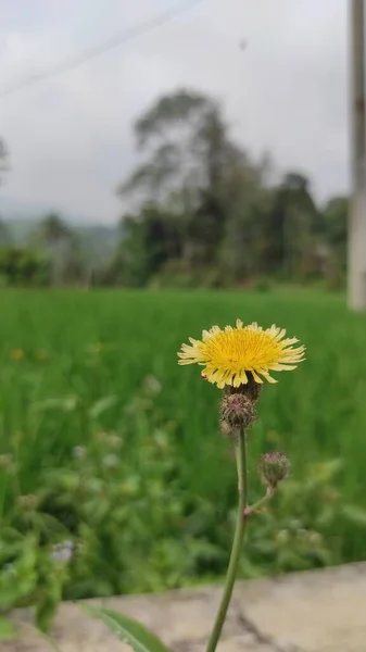 Foto Flores Amarelas Com Campos Arroz Fundo Área Cikancung — Fotografia de Stock