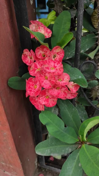 Foto Uma Flor Vermelha Com Motivo Branco Nas Pétalas Que — Fotografia de Stock