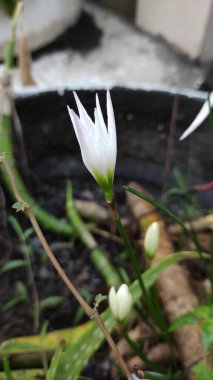 Dikenli beyaz çiçek tomurcuklarının fotoğrafı