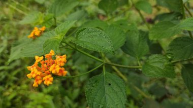 Kırmızı turuncu bir bitkinin sabah fotoğrafı.