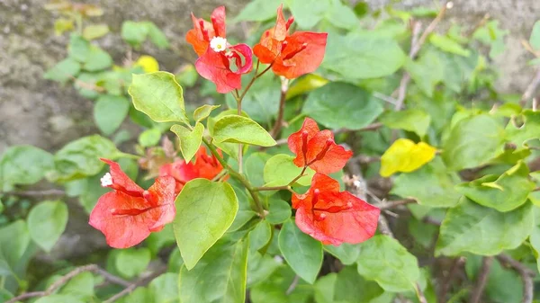 Foto Una Planta Flor Papel Rojo Creciendo Una Olla Grande — Foto de Stock