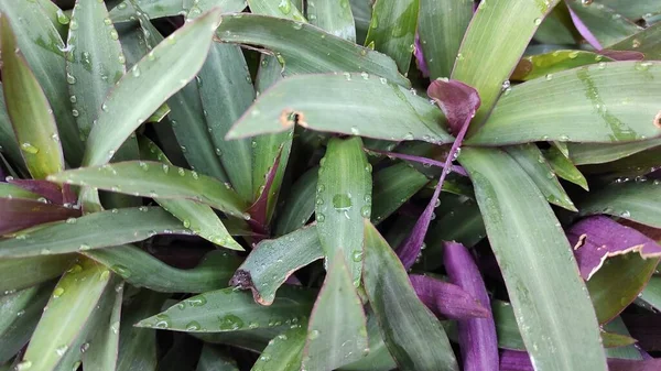 Photo Une Plante Ornementale Avec Des Feuilles Vertes Surface Violettes — Photo