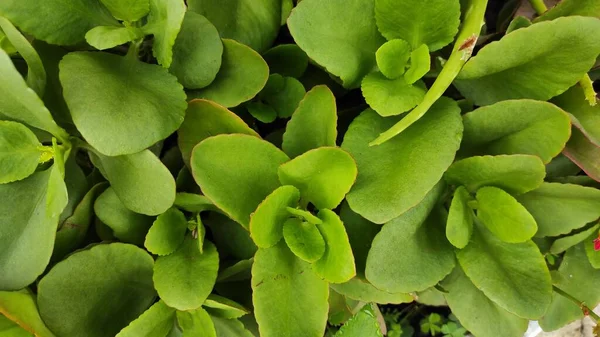 Foto Tanaman Hias Dengan Daun Bulat Dan Hijau — Stok Foto