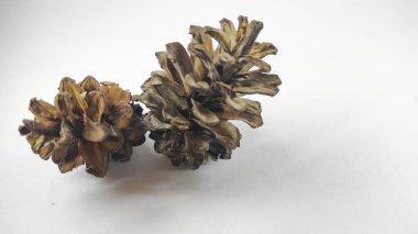 Photo of pinecone isolated on white background in mini studio studio