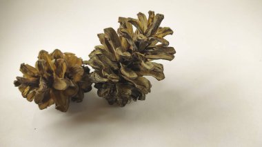 Photo of pinecone isolated on white background in mini studio studio