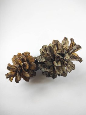 Photo of pinecone isolated on white background in mini studio studio