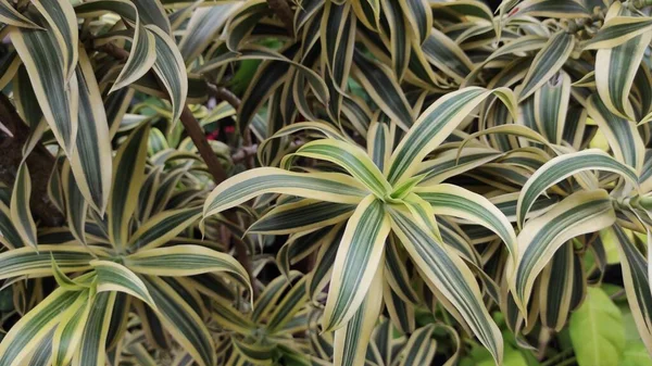 Foto Una Planta Ornamental Con Hojas Alargadas Rayas Blancas Verdes — Foto de Stock