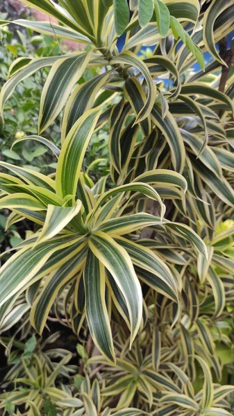 Foto Uma Planta Ornamental Com Folhas Alongadas Listras Brancas Verdes — Fotografia de Stock