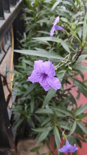 Photo Purple Flowers Emerging Aunt Fence — Stock Photo, Image