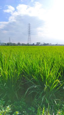 Sabahleyin Cikancung bölgesindeki pirinç tarlalarının soyut odaklanmış fotoğrafı