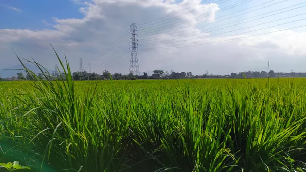 Abstraktes Defokussiertes Foto Von Reisfeldern Morgen Der Gegend Von Cikancung — Stockfoto