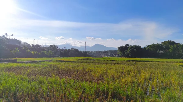 Güneşli Bir Öğleden Sonra Parakan Muncang Bölgesindeki Pirinç Tarlalarının Görüntüsü — Stok fotoğraf