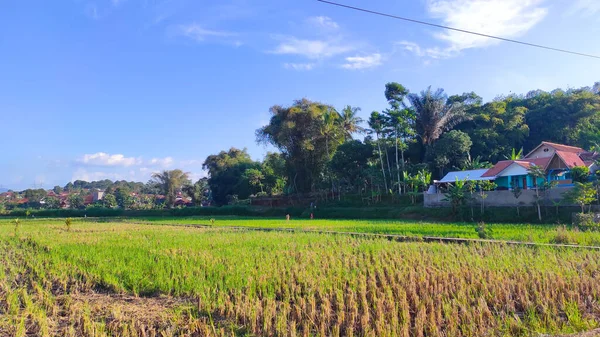 Photo View Rice Fields Parakan Muncang Area Sunny Afternoon — Stock Photo, Image