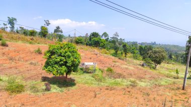 Gün boyunca bir alanın ortasındaki bir ağacın odaklanmış fotoğrafını soyutla