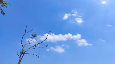Kuru bir ağacın, az bulutlu parlak mavi gökyüzünün arka planına odaklanmış soyut fotoğrafı