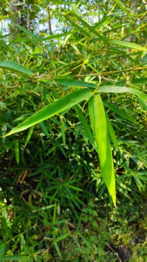 Cikancung bölgesinde otoyolun kenarında büyüyen genç bambu yapraklarının soyut odaklanmış fotoğrafı