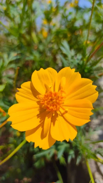 Fotografia Desfocada Abstrata Uma Flor Amarela Que Será Colhida Jardim — Fotografia de Stock