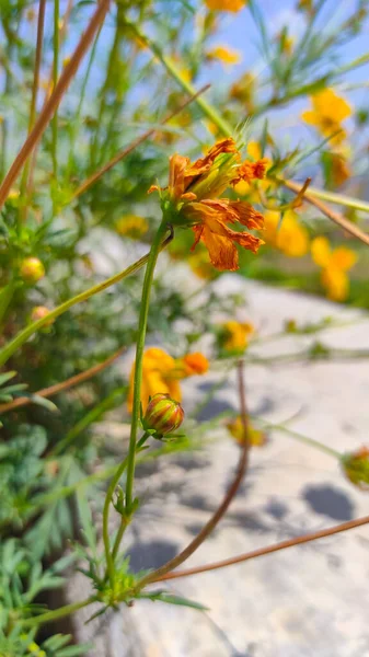 Fotografia Abstrato Desfocado Flores Que Começaram Murchar Secar Contra Céu — Fotografia de Stock