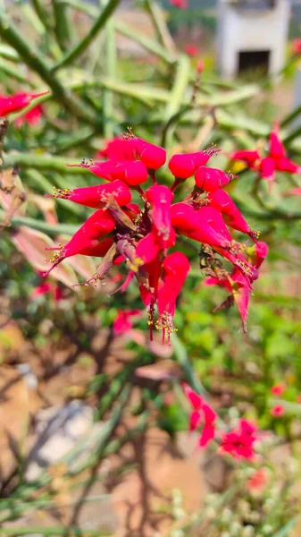 要約私の庭に咲いていない赤い花の芽の束の焦点を当てた写真 — ストック写真