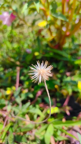 Abstracte Foto Van Een Kleine Bloem Die Een Ronde Vorm — Stockfoto