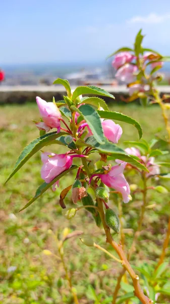 Fotografia Desfocada Abstrata Plantas Com Flores Rosa Parque Área Cikancung — Fotografia de Stock