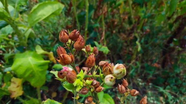 Photo Déconcentrée Abstraite Bouquet Bourgeons Fleurs Séchées Dans Zone Plantation — Photo