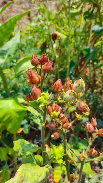 西坎岗种植区一丛干花蕾的解焦照片 — 图库照片