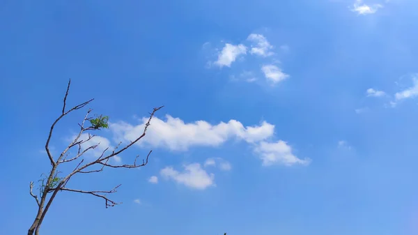 アブストラクト雲の少ない明るい青空を背景にした枯木の集光写真 — ストック写真