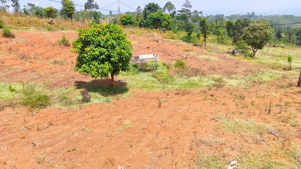 Gün boyunca bir alanın ortasındaki bir ağacın odaklanmış fotoğrafını soyutla