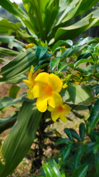 Abstraktes Defokussiertes Foto Von Gelben Blumen Die Meinem Garten Blühen — Stockfoto