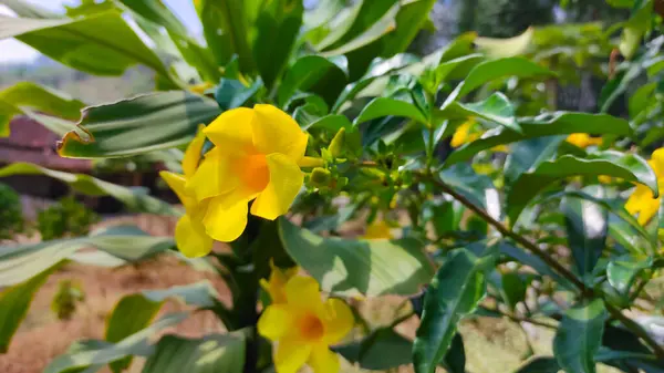 Αφηρημένη Αφοδευμένη Φωτογραφία Κίτρινα Λουλούδια Ανθίζουν Στον Κήπο Μου — Φωτογραφία Αρχείου