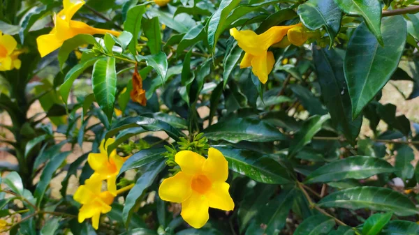 Abstraktes Defokussiertes Foto Von Gelben Blumen Die Meinem Garten Blühen — Stockfoto