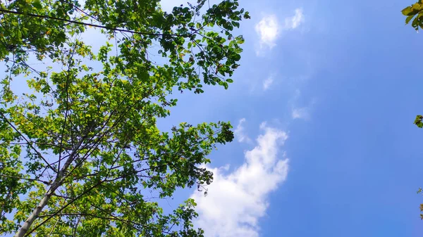 Cikancung地域の青い空の背景を持つ木の抽象的な集束写真 — ストック写真