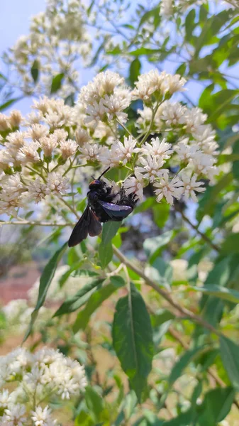 Foto Abstracta Desenfocada Una Gran Avispa Negra Posada Sobre Una —  Fotos de Stock