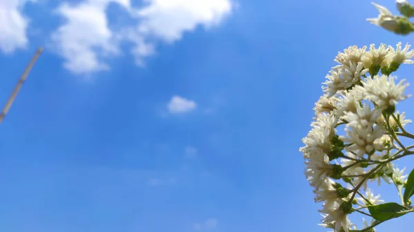 Foto Mazzo Fiori Bianchi Uno Sfondo Cielo Blu Brillante — Foto Stock