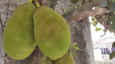 Ağaçtan sarkan bir Jackfruit 'in soyutlanmış fotoğrafı.
