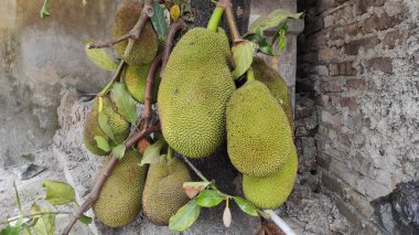 Ağaçta asılı bir grup yeşil meyveli fotoğraf.