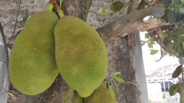 Ağaçtan sarkan bir Jackfruit 'in soyutlanmış fotoğrafı.