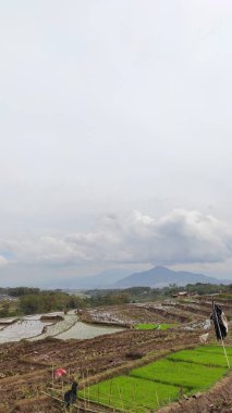 Endonezya 'nın Cikancung bölgesindeki pirinç tarlalarının ve çiftçi faaliyetlerinin soyutlanmış arka planı