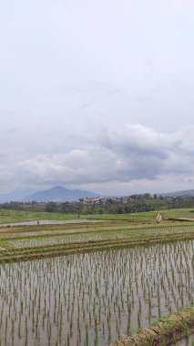 Endonezya 'nın Cikancung bölgesindeki pirinç tarlalarının ve çiftçi faaliyetlerinin soyutlanmış arka planı