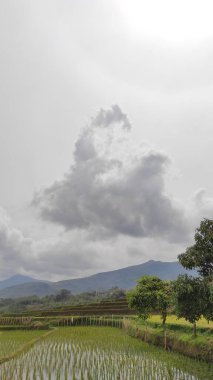 Endonezya 'nın Cikancung bölgesindeki pirinç tarlalarının ve çiftçi faaliyetlerinin soyutlanmış arka planı
